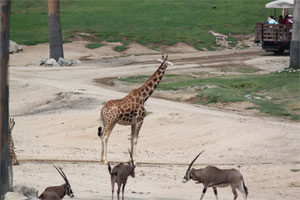 Accessible Safari at the San Diego Zoo Escondido Safari with your special needs kid at the San Diego Zoo