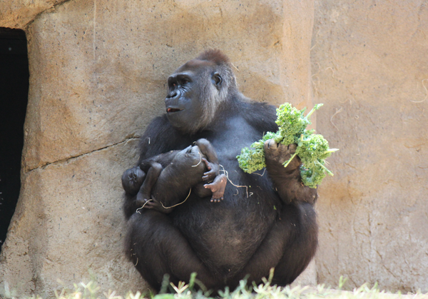 san diego zoo safari special needs family travel