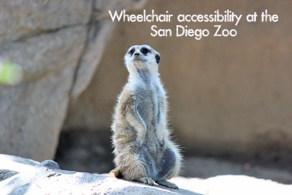 san diego zoo with wheelchair or special needs