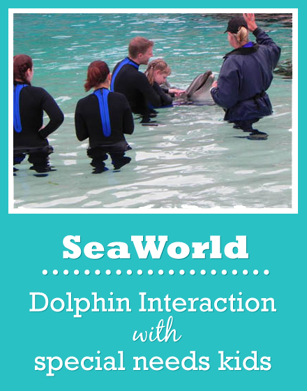 sea world dolphin interaction program special needs
