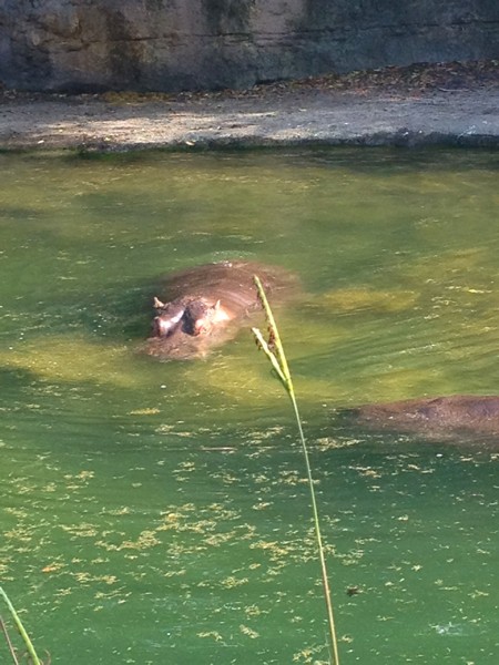 Hippos at Animal Kingdom