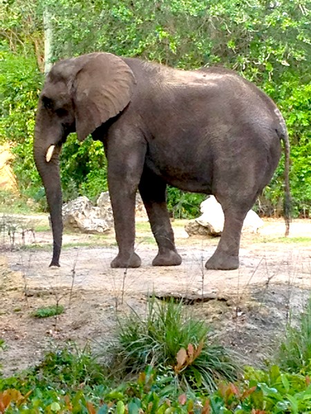 wheelchair accessibility at Animal Kingdom Safari ride