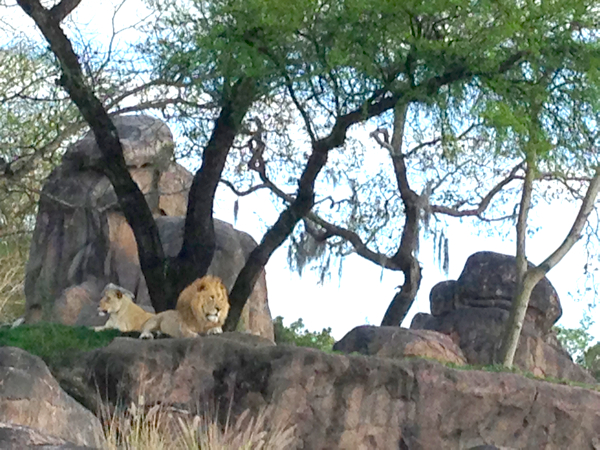 Animal Kingdom Safari