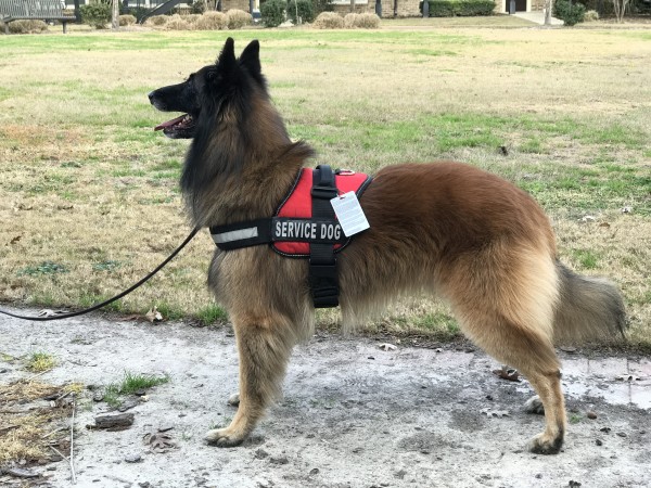 service dog at school, service dog vest